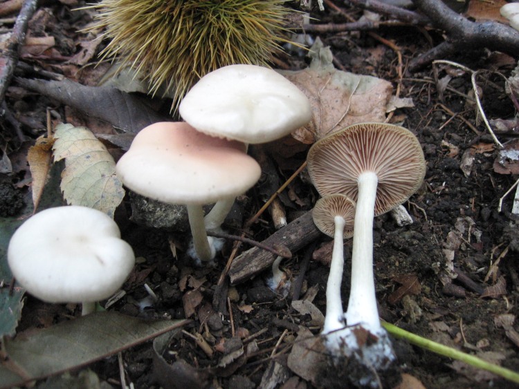 Entoloma